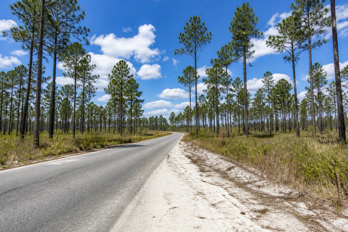 Sandy shoulder road through longleaf pine in the South Carolina Sandhills with the Columbia treeline beyond